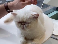 -怪兽屋·羊驼·猫咖·狗咖(俊华广场店)