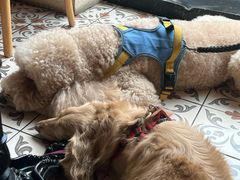 -Grande A'moo(上海万象城店)