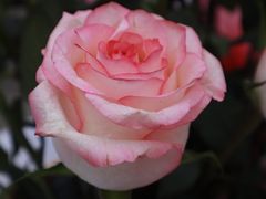 -循礼门鲜花花市(武汉循礼门店)