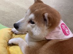 -逗柴咖啡屋·狗咖猫咖宠物桌游