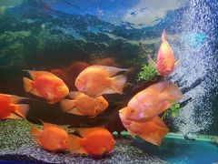 -沙沙哗啦海洋馆(华宇百花谷店)