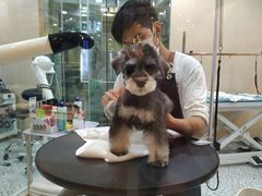 -momokira米努特·德文卷毛猫·棉花面纱犬