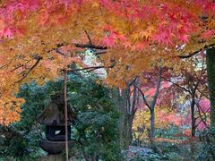 -常寂光寺
