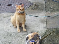 -Again Coffee Roaster(香蜜湖店)