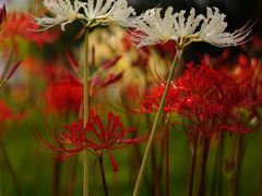 -白塘生态植物园