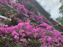-深圳仙湖植物园