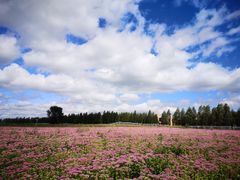 -塞罕坝国家级自然保护区