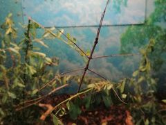 -上海大自然野生昆虫馆(东方明珠·爬宠昆虫探索中心)