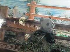 -西霞口神雕山野生动物世界