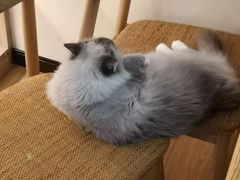 -滚猫咖啡·猫咖·猫友好撸猫(未来城店)