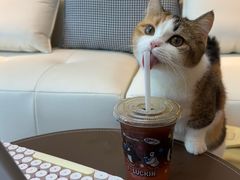 -翊宠yipet猫狗购宠庄园犬舍•猫舍