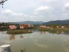 -天适樱花悠乐园