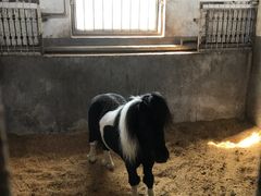 -大连凯洋马术俱乐部有限公司