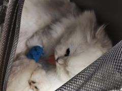 -纳吉亚猫专科动物诊疗中心(蒋宅口分院)
