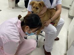 -全心全意连锁动物医院(加州店)
