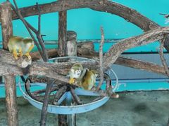 -西霞口神雕山野生动物世界