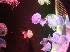 -大连圣亚海洋世界