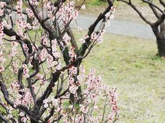 -苏州上方山国家森林公园