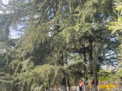 -大兴滨河森林公园