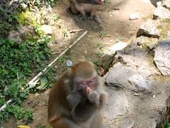 -黔灵山公园