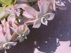 -美丽洲堂