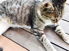 -海边的猫和咖啡馆