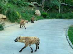 -北京野生动物园