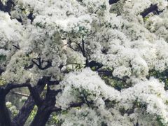 -泰丰公园
