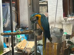 -观桥阁(锦溪店)