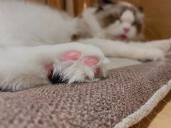 -滚猫咖啡·猫咖·猫友好撸猫(未来城店)