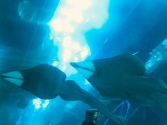 -迪拜水族馆及水下动物园