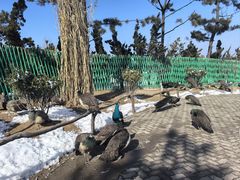 -西霞口神雕山野生动物世界