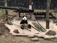 -都江堰中华大熊猫苑