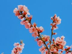 -桃花堤公园