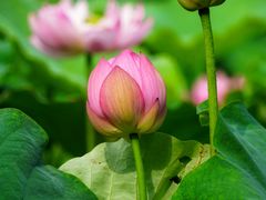 -陈家山荷花公园