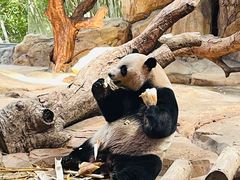 -广州长隆野生动物世界