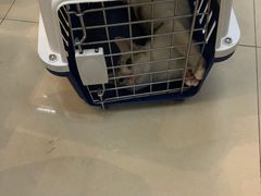 -东方名猫馆·英短金渐层布偶猫舍(环线广场1号楼店)