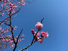 -无锡梅园公园