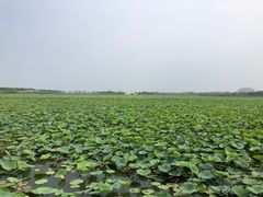 -天津东丽湖风景区