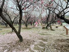 -香雪海