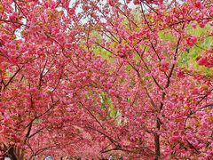 -莲花池公园