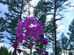 -塞罕坝国家级自然保护区