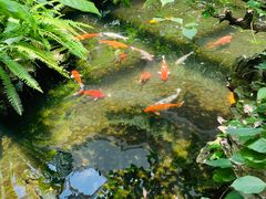 -白天鹅宾馆-宏图府餐厅