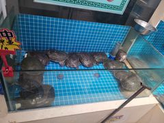 -元银甲·湖北地标美食(汉阳店)