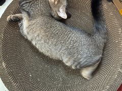 -瑞鹏宠物医院·骨科·猫科·内科(第一中心)