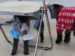 -怪兽屋·羊驼·猫咖·狗咖(俊华广场店)