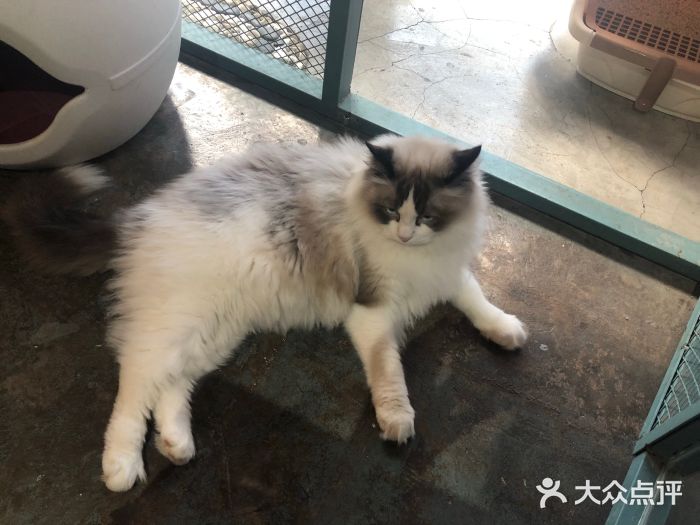 喵屿·大理花园猫咖图片