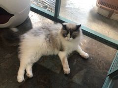 -喵屿·大理花园猫咖