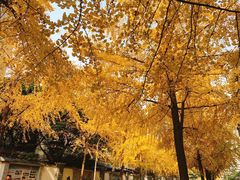 -四川大学(望江校区)