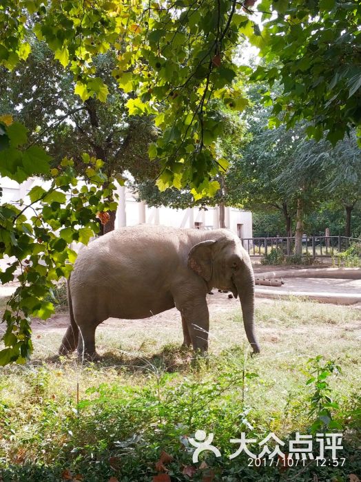 北京動物園-圖片-北京周邊遊-大眾點評網